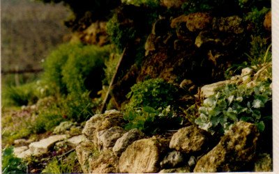 פינה בגן רון 2